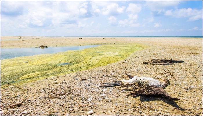 One of Earth's biggest mass extinctions the result of ice age, not global warming!