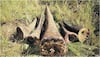 Barbarism at its peak! Rhino shot dead at Paris preserve, poachers saw off its horn