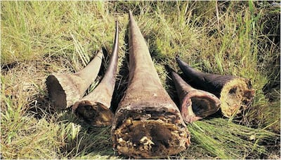 Barbarism at its peak! Rhino shot dead at Paris preserve, poachers saw off its horn
