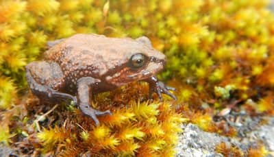 Sir David Attenborough has a new frog species named after him