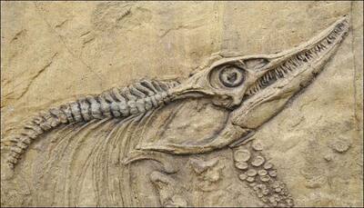 Flying fossil: Britain to send 'earliest known bird' abroad for exhibition!