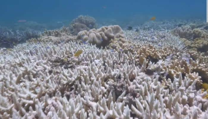 Great Barrier Reef suffers severe coral bleaching for second year in a row