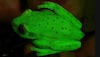 Discovered -  World’s first fluorescent frogs found in Amazon basin (See pic)