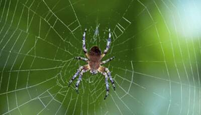 Spiders beat humans, whales by consuming upto 800 million tones of prey each year
