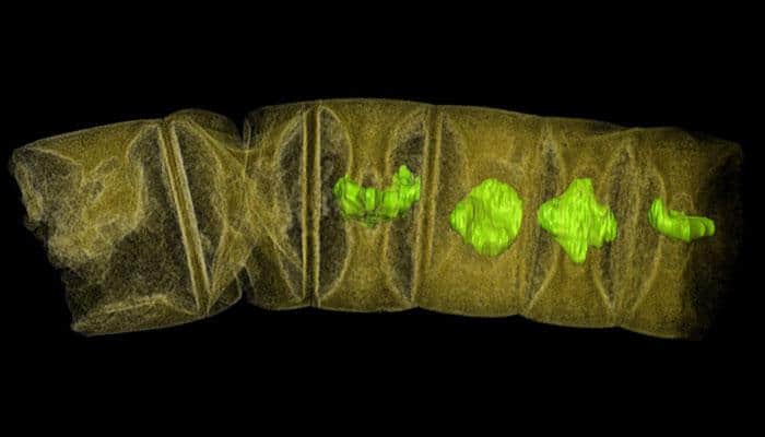 World&#039;s oldest plant-like fossils found in India