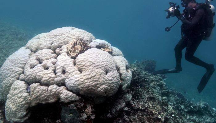 Halting global warming only way to save Australia's Great Barrier Reef