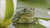 Breakthrough! Researchers find first fluorescent frog in Argentina
