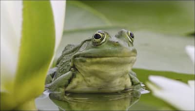 Breakthrough! Researchers find first fluorescent frog in Argentina