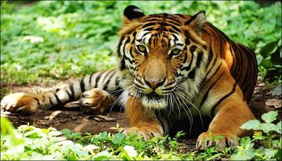 Forest department places two cages with baits to catch tiger