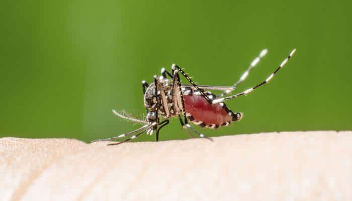 Scientific breakthrough to aid malaria vacccine research