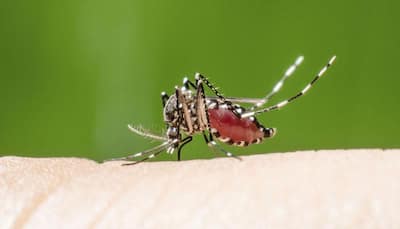 Scientific breakthrough to aid malaria vacccine research