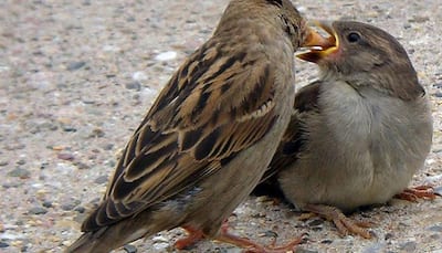 House Sparrow - What led to the decline of the little brown bird?