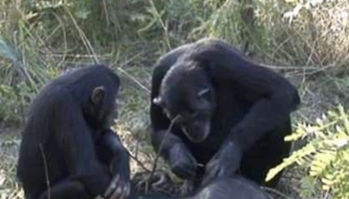 Chimp mother filmed cleaning dead son&#039;s teeth for first time – Watch emotional video
