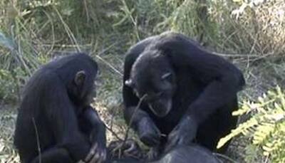 Chimp mother filmed cleaning dead son's teeth for first time – Watch emotional video