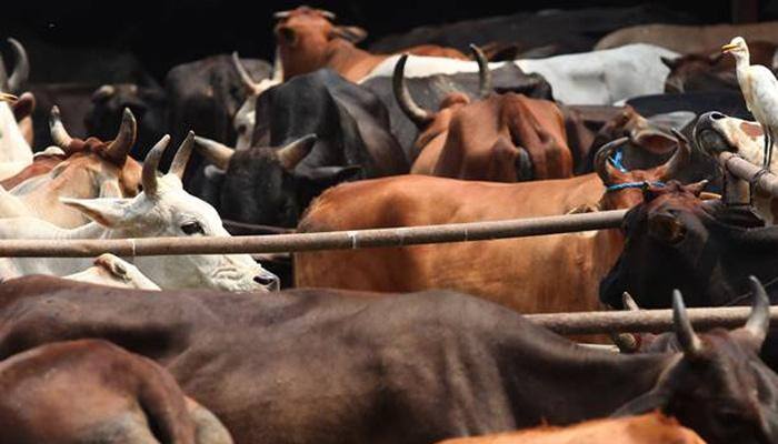 After two in Allahabad, another illegal slaughterhouse sealed in Varanasi; hunt on for others