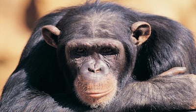 Wild chimpanzees have surprisingly long life spans, says study