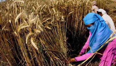 Govt mulling duty on wheat import to protect farmers' interest
