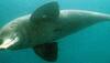 WWF to start counting Ganges river dolphin in November