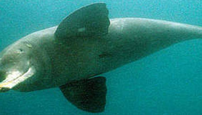 WWF to start counting Ganges river dolphin in November