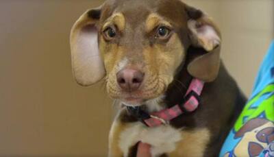 Formerly abused shelter dog saves abandoned 3-year-old girl in US – Know how