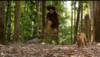 Incredible! This video of a boy being saved from a menacing tiger has over 10 lakh views – WATCH