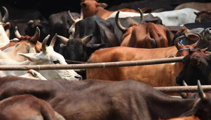 Action on slaughterhouses: Yogi Adityanath govt enforcing laws that existed for years but nobody cared