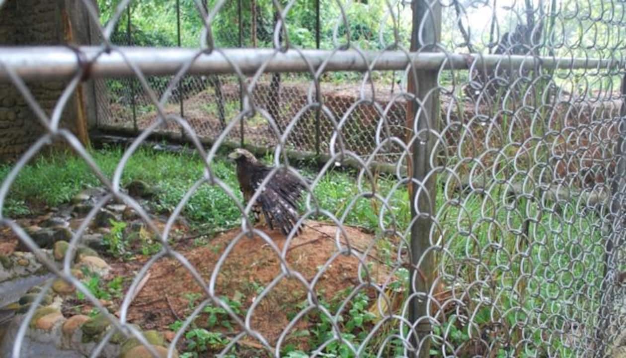 Nagaland Zoological Park – The emerging biodiversity hotspot in North-East  region | Environment News | Zee News
