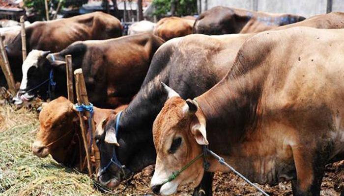 No ban on cow slaughter in three Northeast states if party comes to power next year: BJP