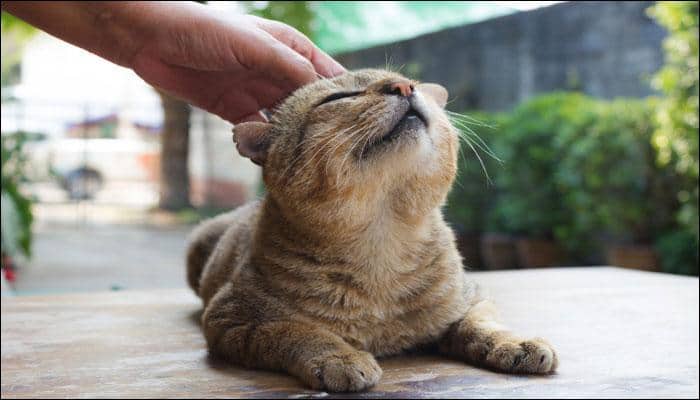 Cat lovers, rejoice! Your feline friends enjoy your company more in comparison with eating food!