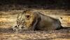 Population management of animals under wildlife action plan