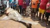 Have you ever seen a fish like this one? It's 20-feet long, weighs 700 kgs