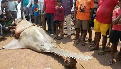 Have you ever seen a fish like this one? It's 20-feet long, weighs 700 kgs