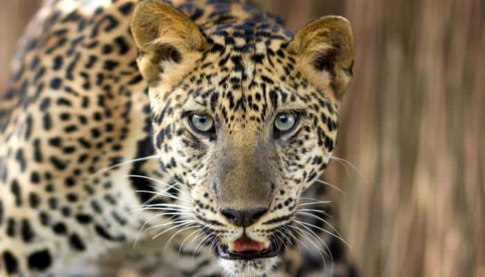 Rare leopard spotted in China