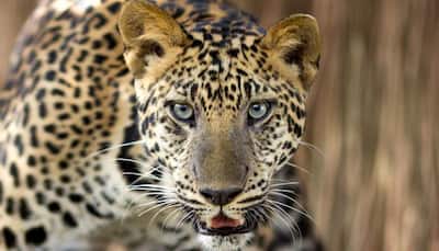 Rare leopard spotted in China
