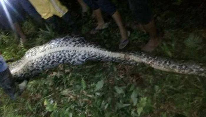 Indonesian man becomes Python&#039;s dinner; police recover corpse from inside serpent!