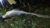 Indonesian man becomes Python's dinner; police recover corpse from inside serpent!