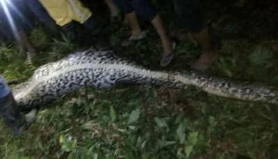 Indonesian man becomes Python's dinner; police recover corpse from inside serpent!