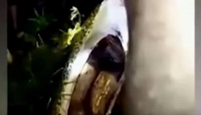 Indonesian man found dead inside giant python