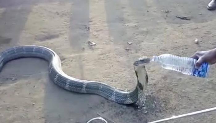 Thirsty King Cobra sips water from bottle in drought-hit Karnataka village – Watch 