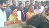 Yogi Adityanath visits 'Kanha Upvan' - cow shelter run by Mulayam's daughter-in-law Aparna Yadav