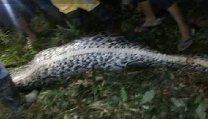 OMG! Villagers searching for missing Indonesian man finds him inside python&#039;s stomach – WATCH viral video
