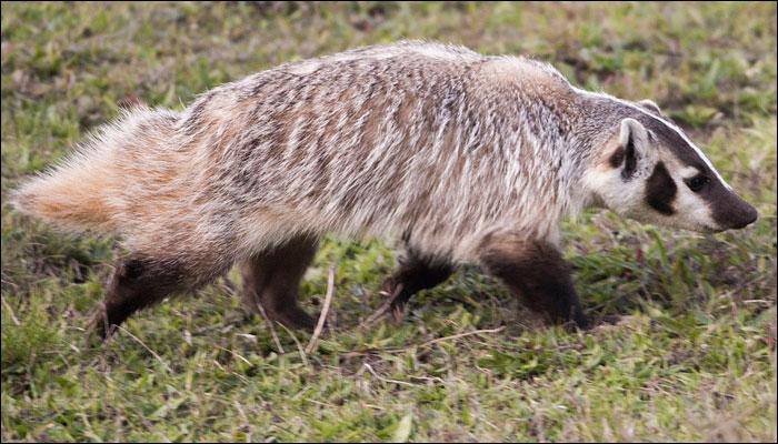 Unbelievable! Badger burying entire calf carcass by itself leaves scientists dumbfounded