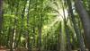 UK scientists to track effects of increasing CO2 levels through 'sci-fi' forest!