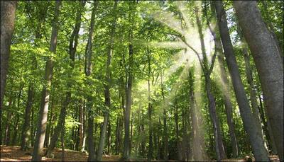 UK scientists to track effects of increasing CO2 levels through 'sci-fi' forest!