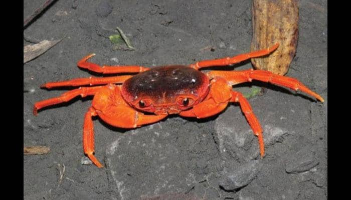 Scientists discover new species of crabs in Kerala that live in trees!