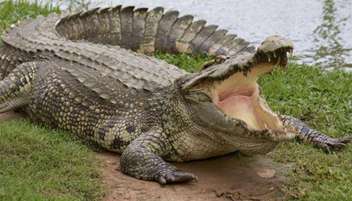 6-year-old girl shows exemplary courage, confronts furious crocodile to save friend from claws of death