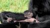Rare baby siamang gibbon makes public debut at Canberra zoo – See pic