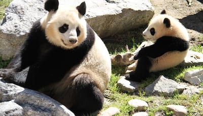 Look, who visited Chulina – The giant panda cub at Madrid zoo in Spain