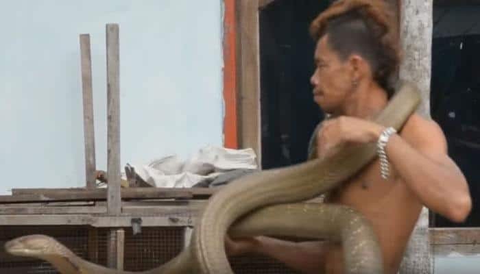 Snake charmer wraps 13-foot long cobras around neck like muffler, public SHOCKED!