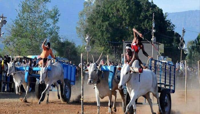 Maharashtra legalises bullock cart race; Rs 5 lakh fine to be imposed in case of cruelty to animals 